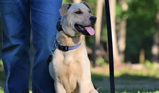 Basic-Obedience Basic-Obedience