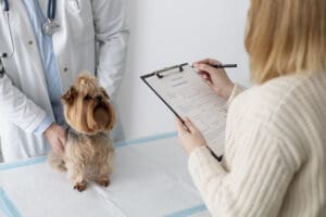 Pet Insurance is Essential for your dogs