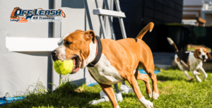 5 Powerful Facts About the American Bully You Need to Know
