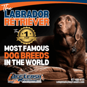 8 Amazing Facts About Labradors