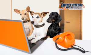 Top 3 Smart Tech Tools for Dogs