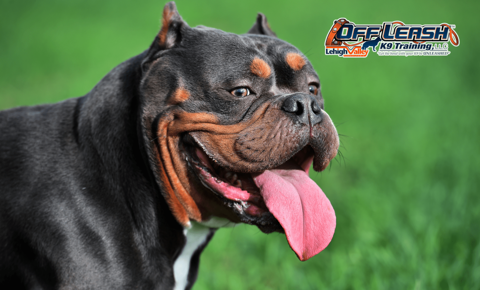 5 Powerful Facts About the American Bully You Need to Know