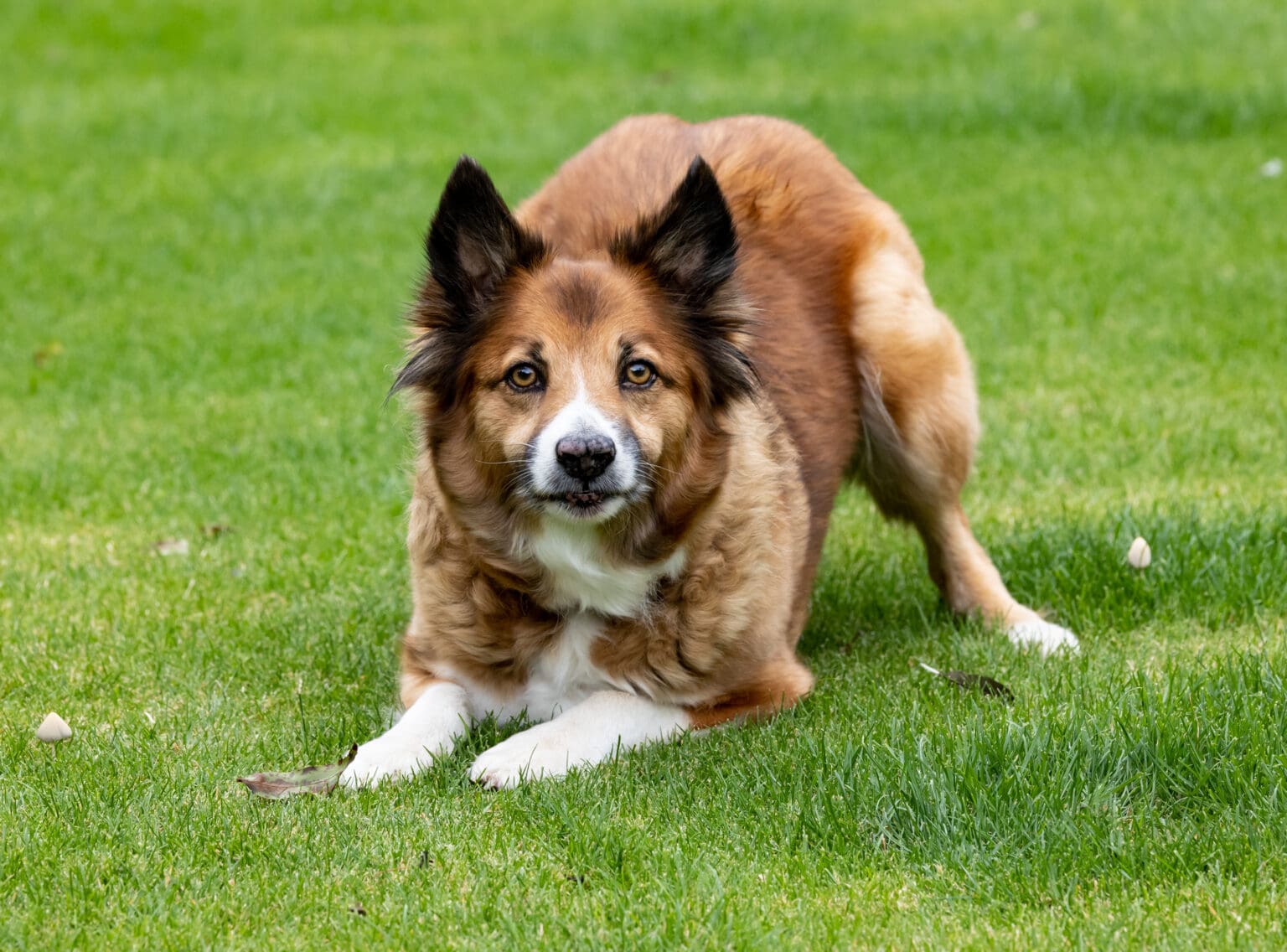 6 Super Senses That Prove Dogs Are More Than Just Pets