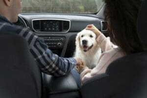 Dog Travel Tips