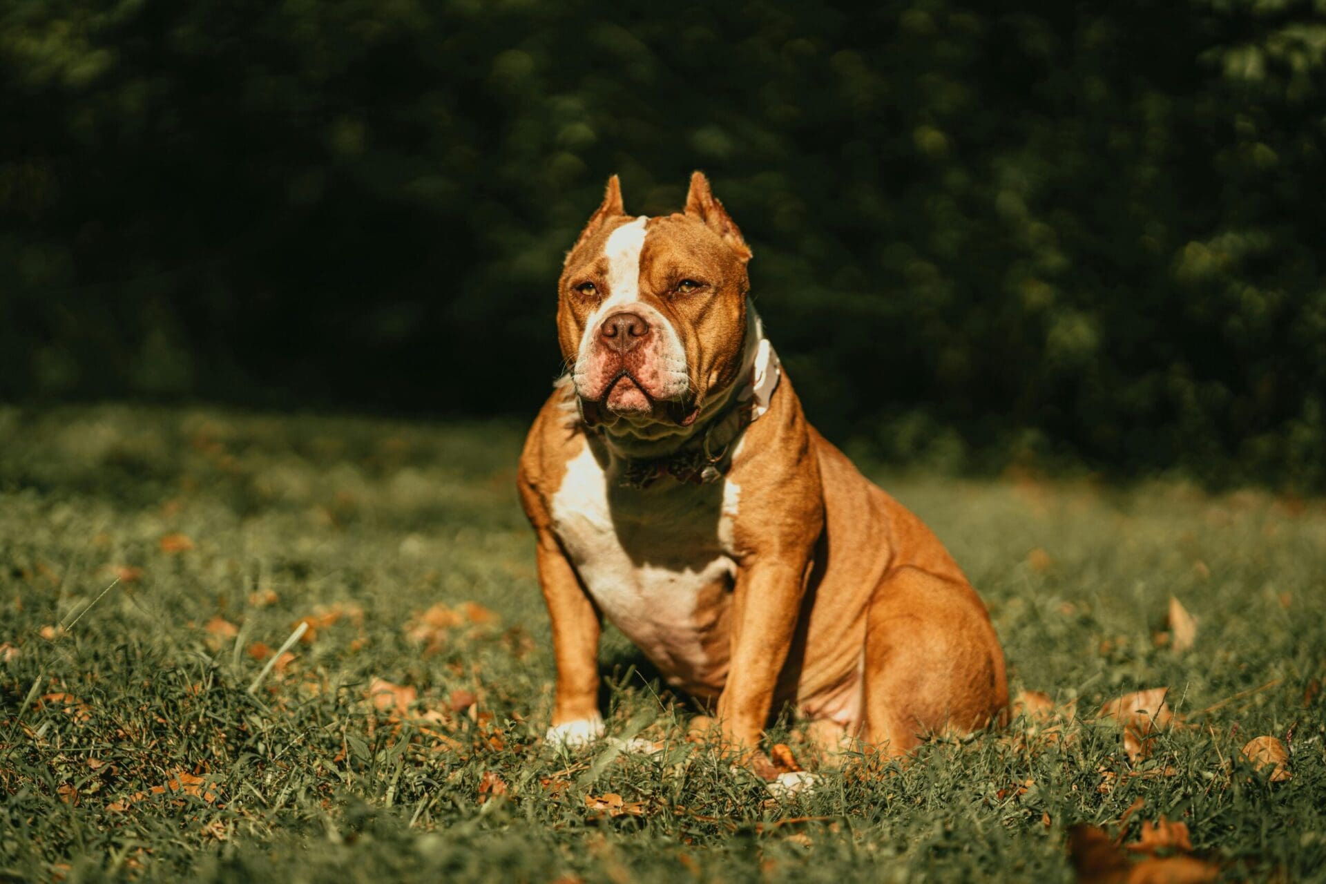 Dog training Emmaus, PA for calm bulldog