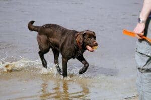 8 Amazing Facts About Labradors: Why They’re #1 in the World