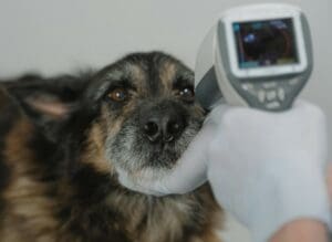 Top 3 Smart Tech Tools for Dogs