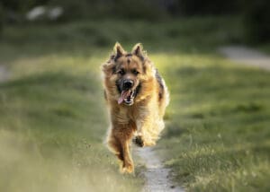 german shepherd