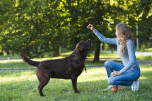 8 Amazing Facts About Labradors: Why They’re #1 in the World