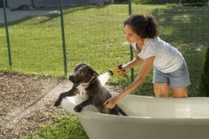 Keep Your Dog Safe During Summer