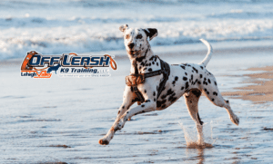 7 Fascinating Facts About Dalmatians You Need to Know