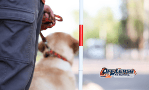7 Amazing Facts of First Seeing-Eye Dog Gifted at Christmas