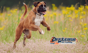 7 Fascinating Boxer Dog Facts Every Owner Needs to Know