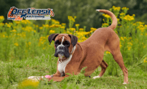 7 Fascinating Boxer Dog Facts Every Owner Needs to Know