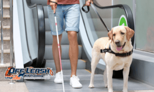 7 Amazing Facts of First Seeing-Eye Dog Gifted at Christmas