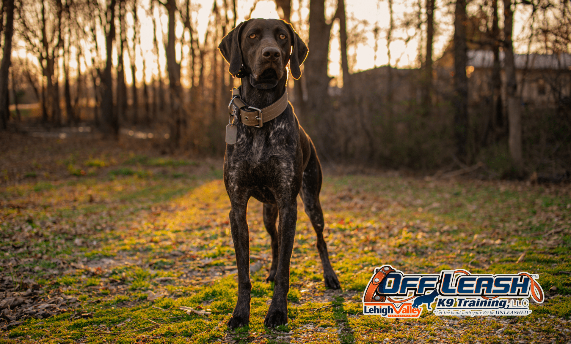 Dog training Whitehall PA with focused pointer