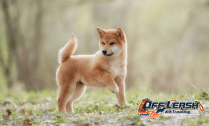 7 Astonishing Facts About Shiba Inu Every Owner Should Know