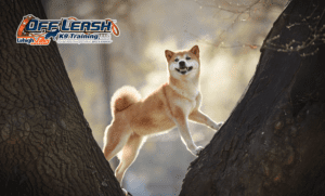 7 Astonishing Facts About Shiba Inu Every Owner Should Know