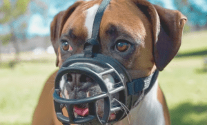 Incredible Reasons Why Muzzle Training is Vital for Your Dog
