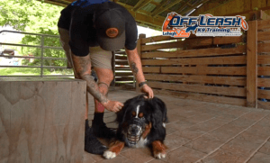 Incredible Reasons Why Muzzle Training is Vital for Your Dog