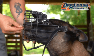 Incredible Reasons Why Muzzle Training is Vital for Your Dog