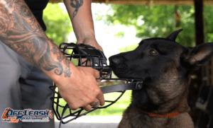 Incredible Reasons Why Muzzle Training is Vital for Your Dog