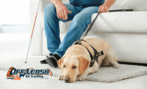 7 Amazing Facts of First Seeing-Eye Dog Gifted at Christmas