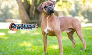 7 Fascinating Boxer Dog Facts Every Owner Needs to Know