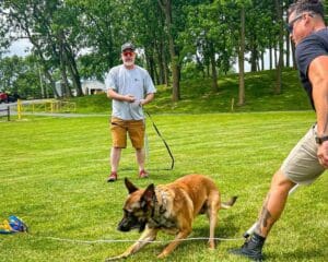 Why You Should Play With Your Dog