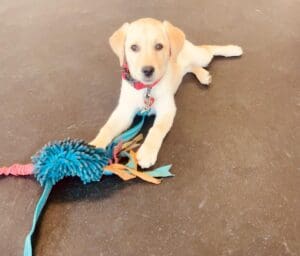 The Benefits of Play for Your Dog