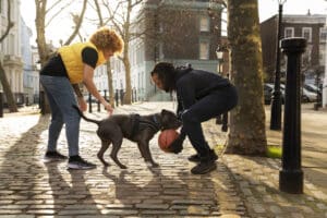 The Benefits of Play for Your Dog