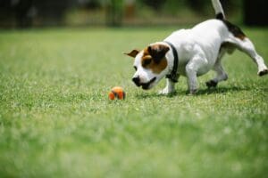 The Benefits of Play for Your Dog
