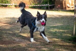 The Benefits of Play for Your Dog