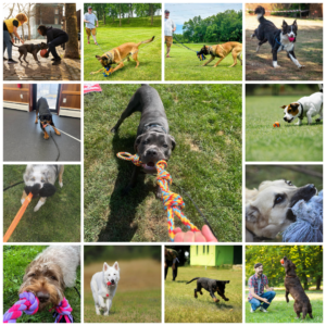 The Benefits of Play for Your Dog