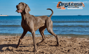 6 Amazing Tips to Keep Your Dog Safe During Summer