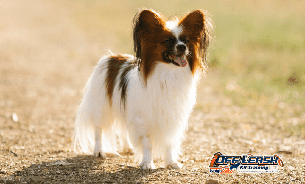 Dog training Emmaus, PA for focused small dog
