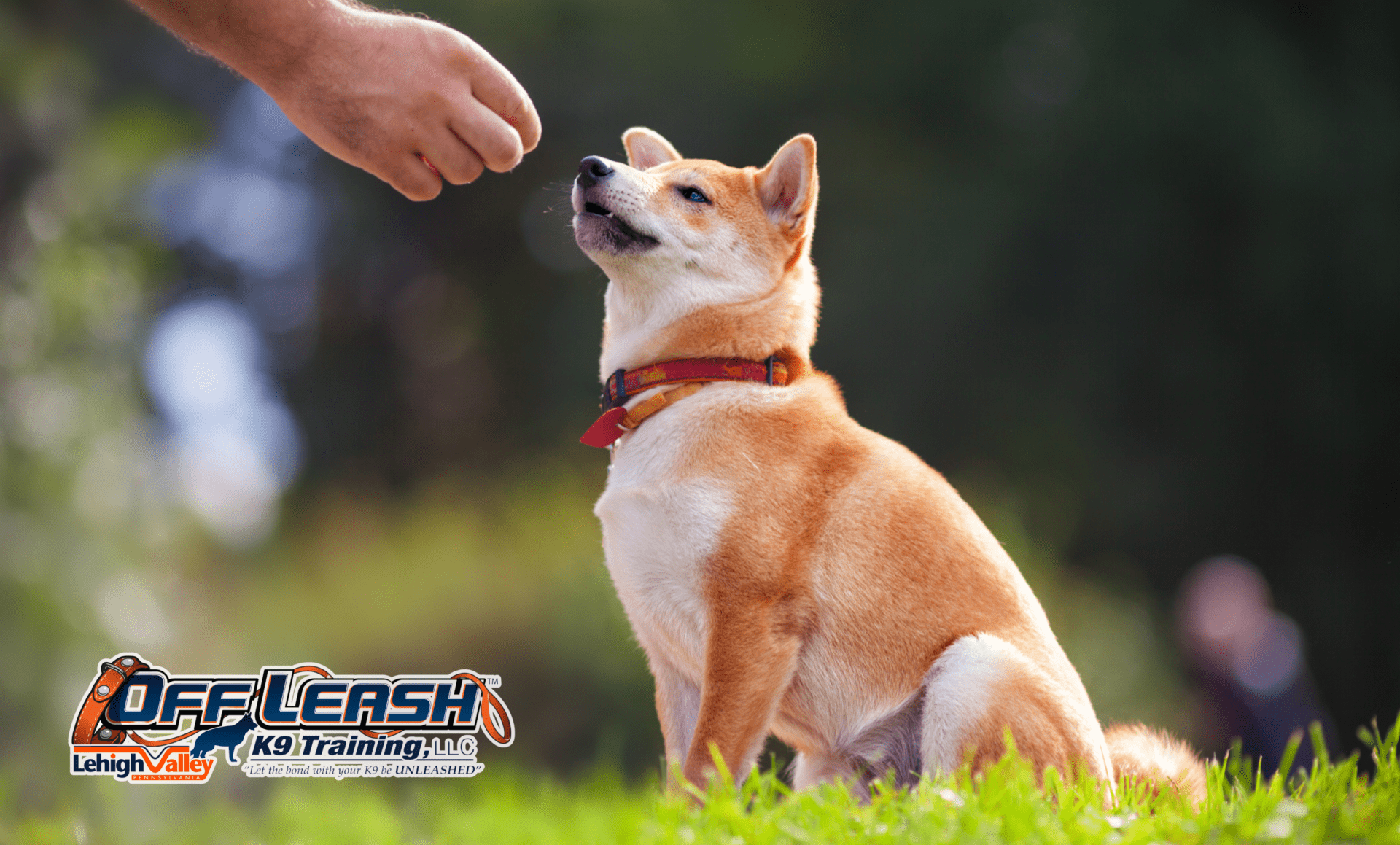 Dog training Allentown PA with focused Shiba Inu