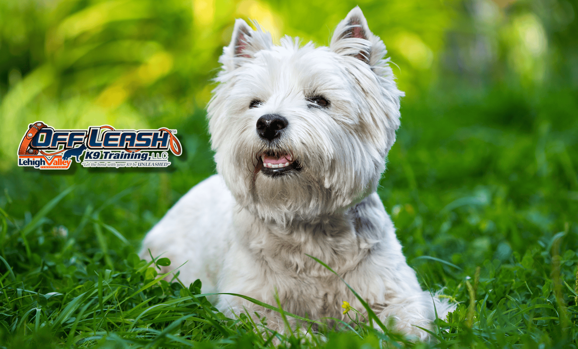 White dog in grass for dog training Bethlehem, PA