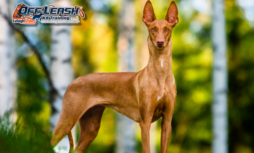 Dog training Emmaus, PA for alert hound in woods