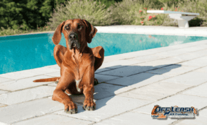 6 Powerful Tips to Keep Your Dog Safe During Summer