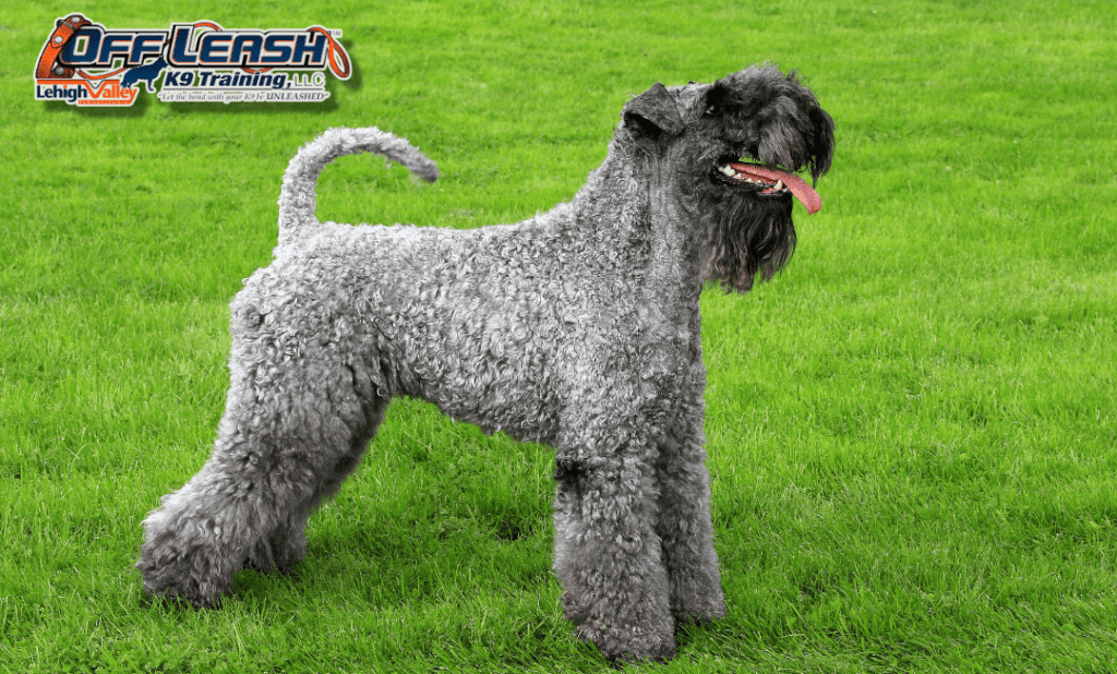 5 Amazing Facts About the Kerry Blue Terrier You Must Know