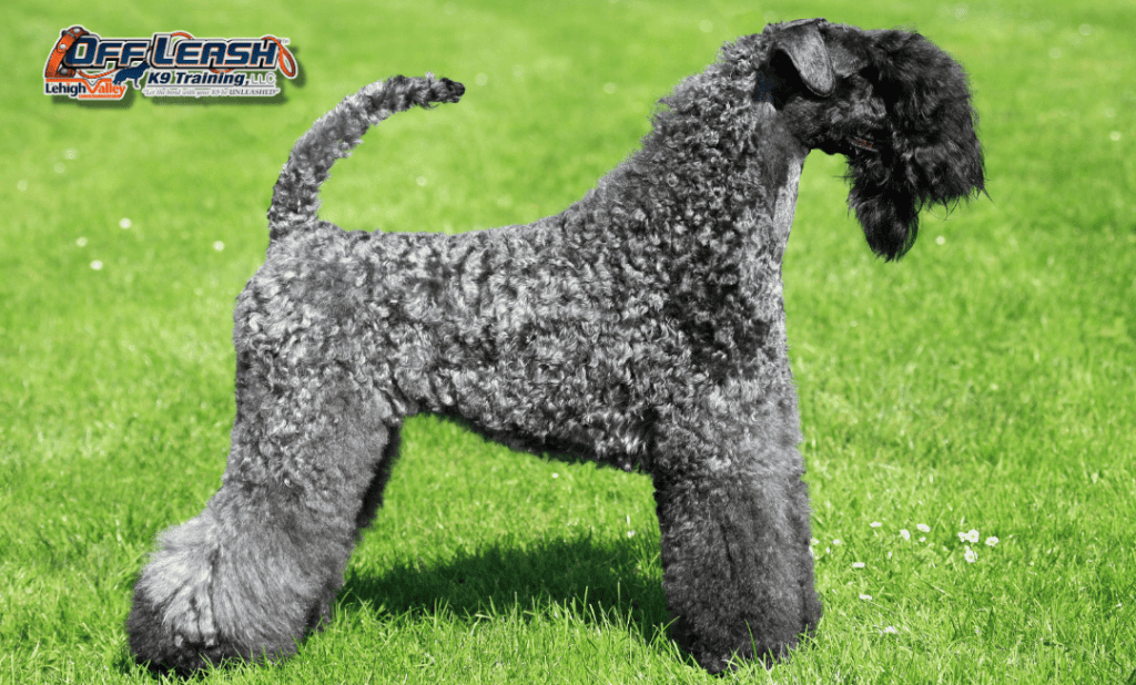 Dog training Easton PA for obedient terrier