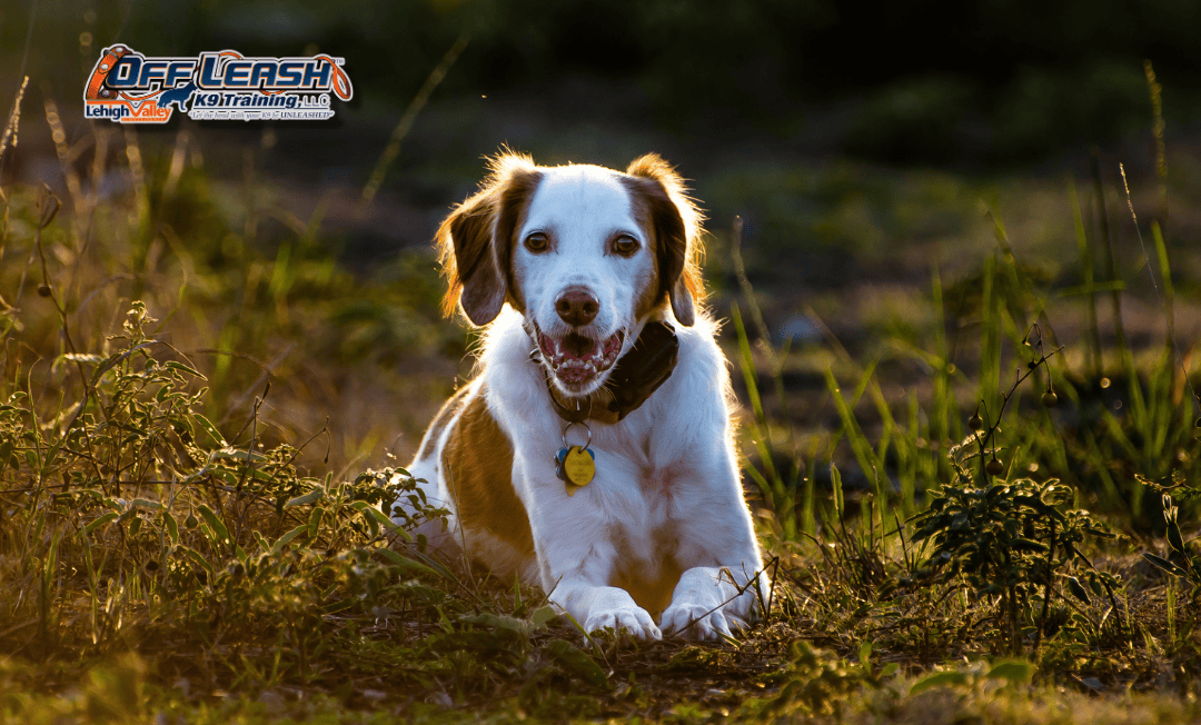 Board and train Lehigh Valley beagle lying in tall grass