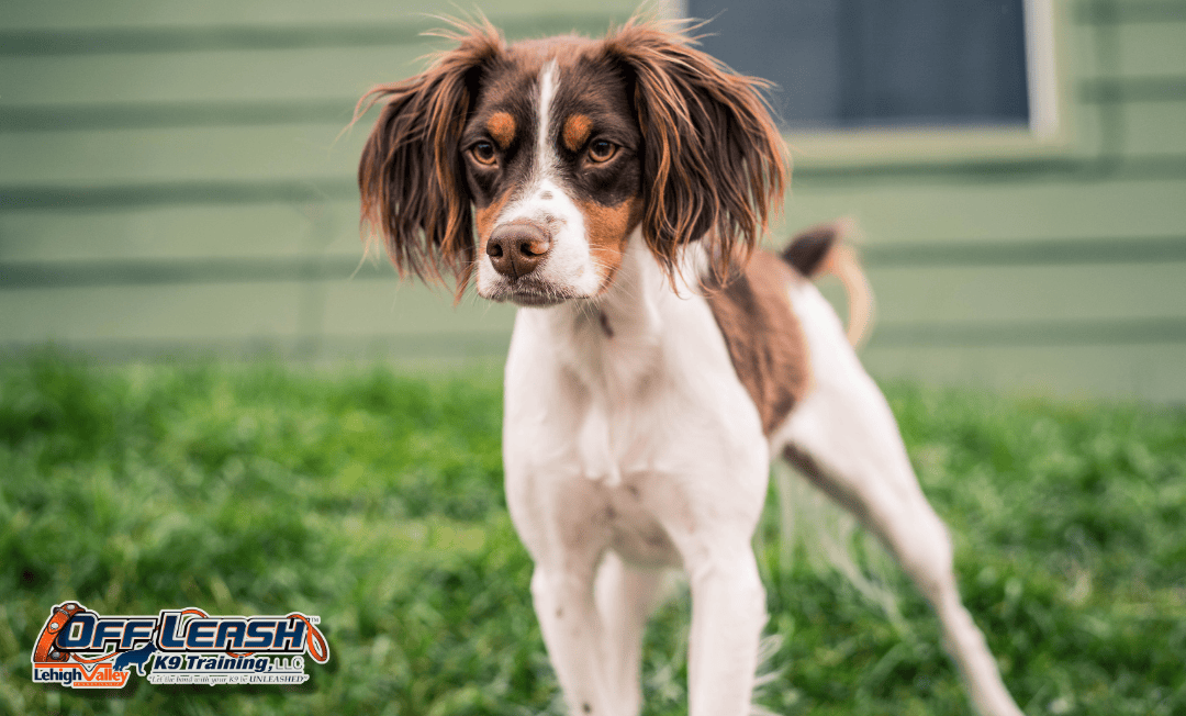 Puppy training Lehigh Valley spaniel standing in grass