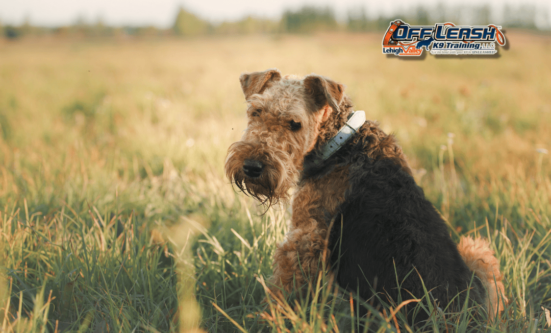 Therapy dog training Lehigh Valley terrier in field