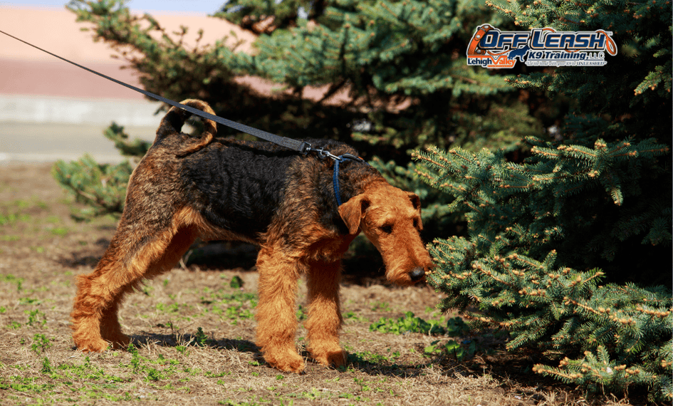 Dog training Whitehall PA with leashed terrier