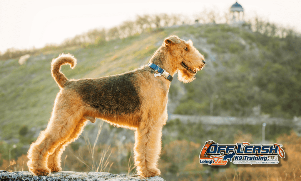 Dog training Whitehall PA with standing terrier