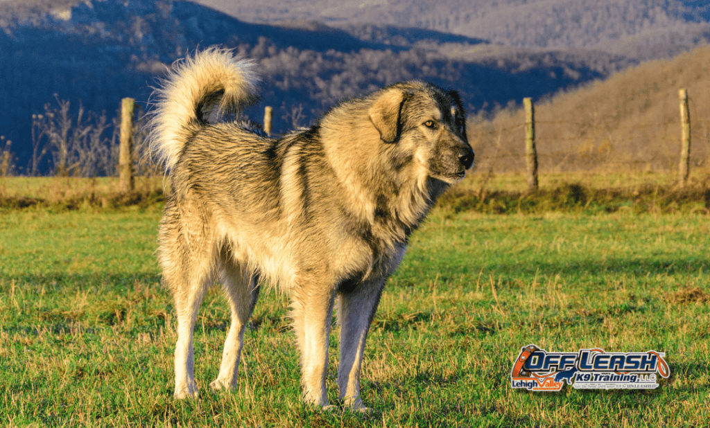 Puppy training Lehigh Valley dog in mountain field