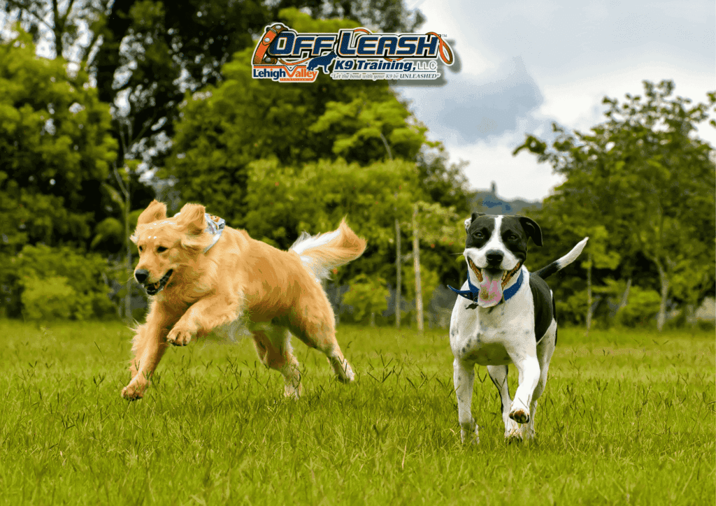 Board and train Lehigh Valley dogs running in grass