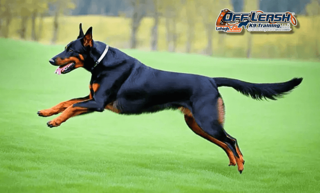 Puppy training Lehigh Valley Doberman leaping in field